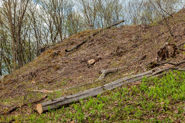 Ausbeutung der Kiefernforstwirtschaft an einem sonnigen Tag Stümpfe und Baumstämme zeigen, dass Übernutzung zu Entwaldung führt, die Umwelt und Nachhaltigkeit gefährdet