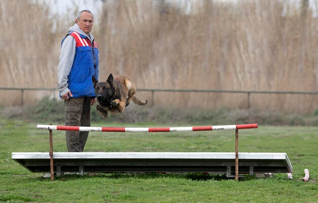 Foto ausbildung des belgischen hirten