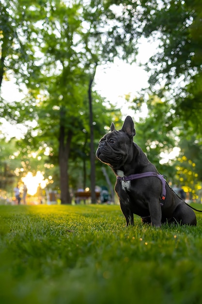 Ausbildung einer heimischen französischen Bulldogge, die bei Sonnenuntergang mit heraushängender Zunge im Park steht