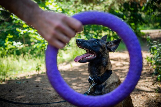 Foto ausbildung eines belgischen schäferhundes bei einem spaziergang in einem grünen park