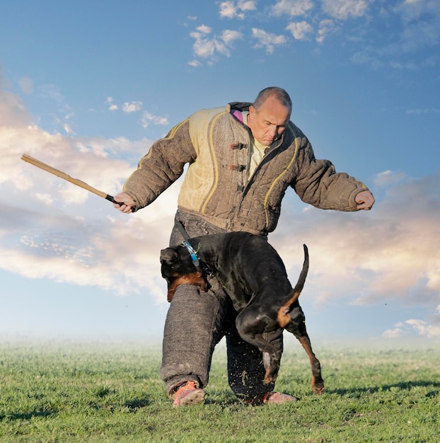 Ausbildung von Dobermann Pinscher