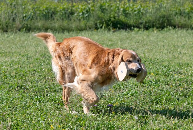 Ausbildung von Golden Retriever