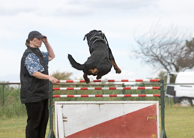 Ausbildung von Rottweiler