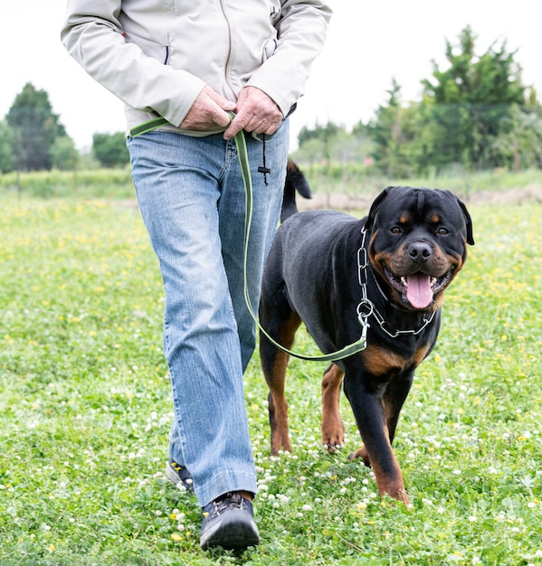 Ausbildung von Rottweilern