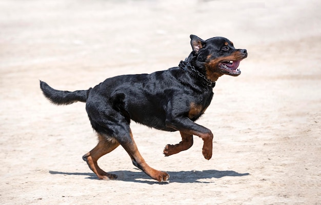 Ausbildung von Rottweilern