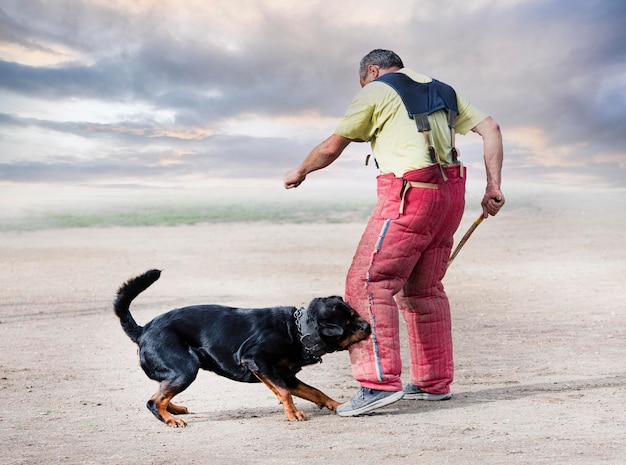 Ausbildung von Rottweilern