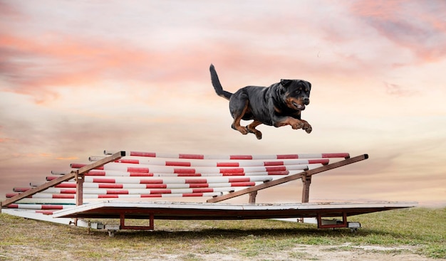 Ausbildung von rottweilern