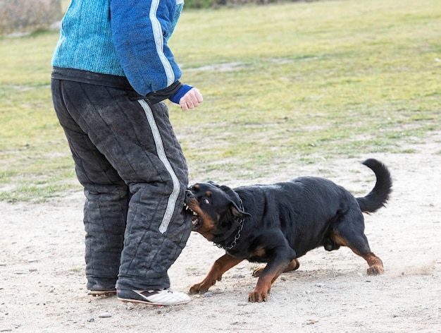 Ausbildung von Rottweilern