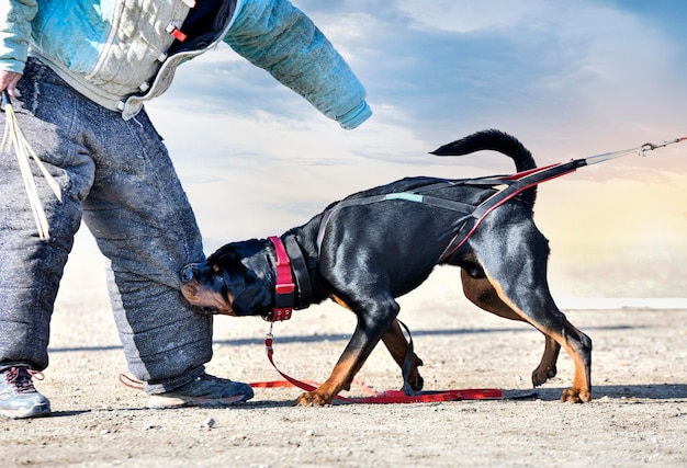 Ausbildung von Rottweilern