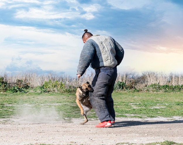 Ausbildung zum belgischen schäferhund