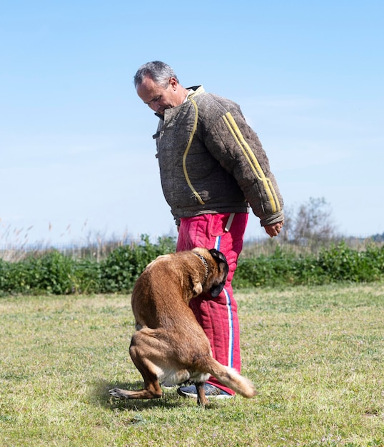 Foto ausbildung zum belgischen schäferhund