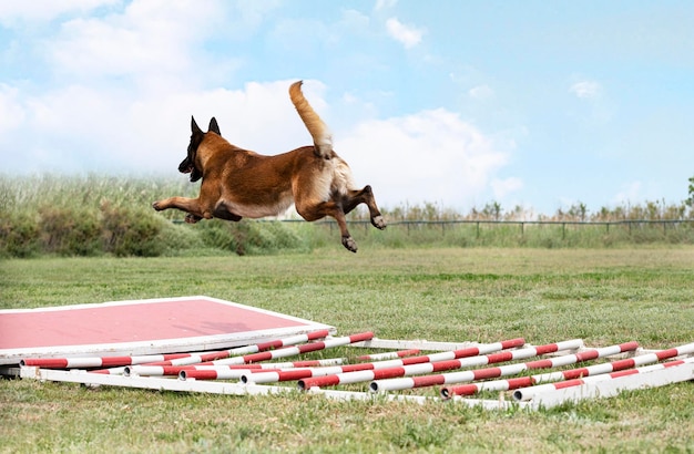 Ausbildung zum belgischen schäferhund