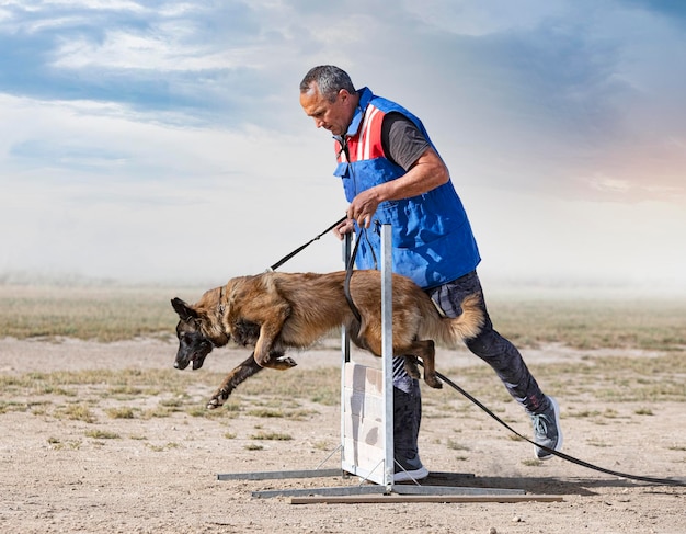 Ausbildung zum belgischen schäferhund