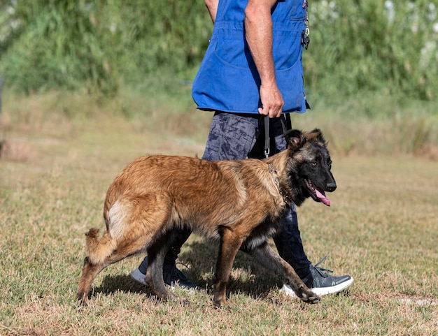 Ausbildung zum belgischen schäferhund