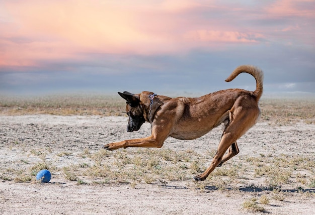 Ausbildung zum belgischen schäferhund