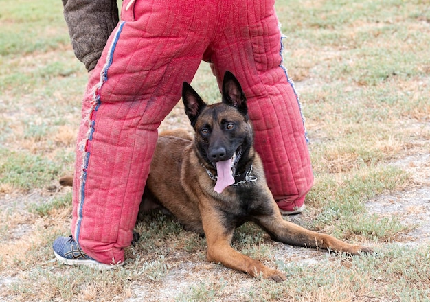 Ausbildung zum belgischen schäferhund