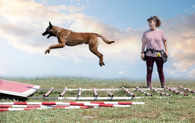 Foto ausbildung zum belgischen schäferhund