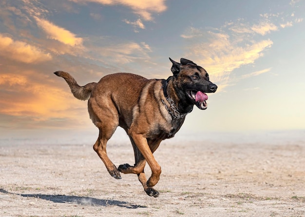 Ausbildung zum belgischen schäferhund