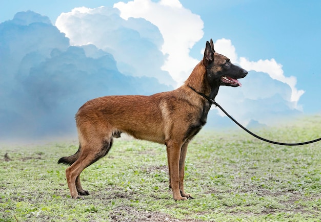 Ausbildung zum belgischen schäferhund