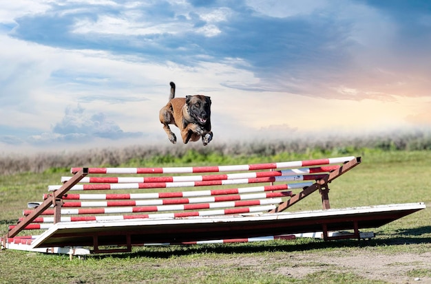 Ausbildung zum belgischen schäferhund