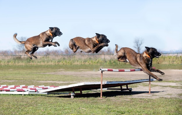 Ausbildung zum belgischen schäferhund