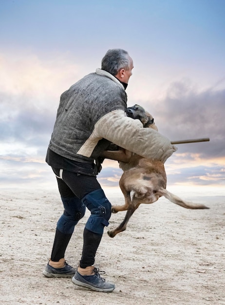 Ausbildung zum belgischen schäferhund