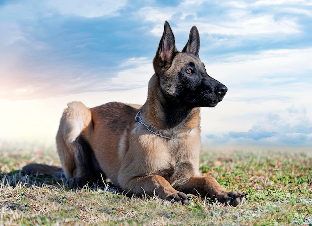 Ausbildung zum belgischen schäferhund