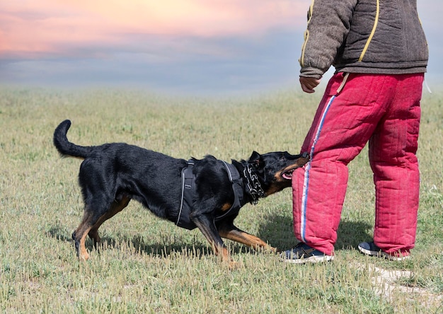 Ausbildung zum französischen Schäferhund