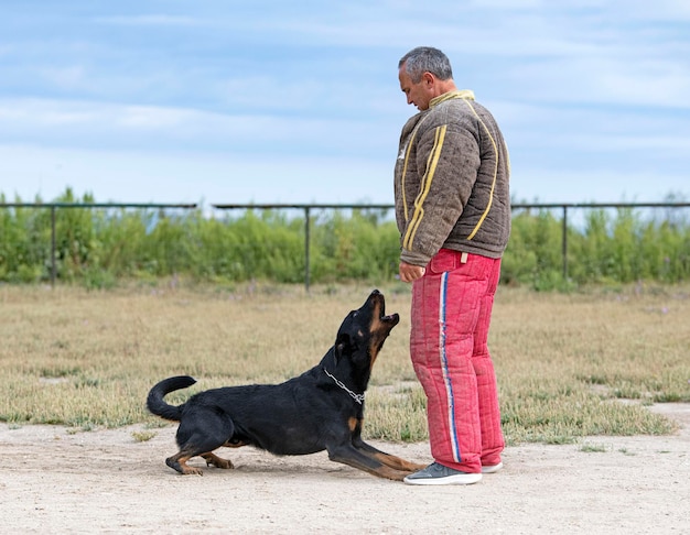 Ausbildung zum französischen Schäferhund