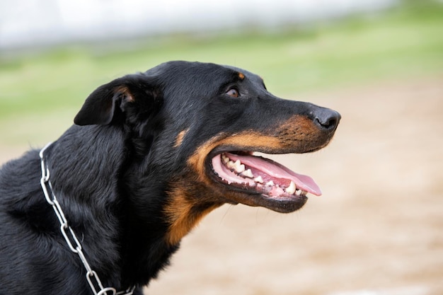 Ausbildung zum französischen Schäferhund