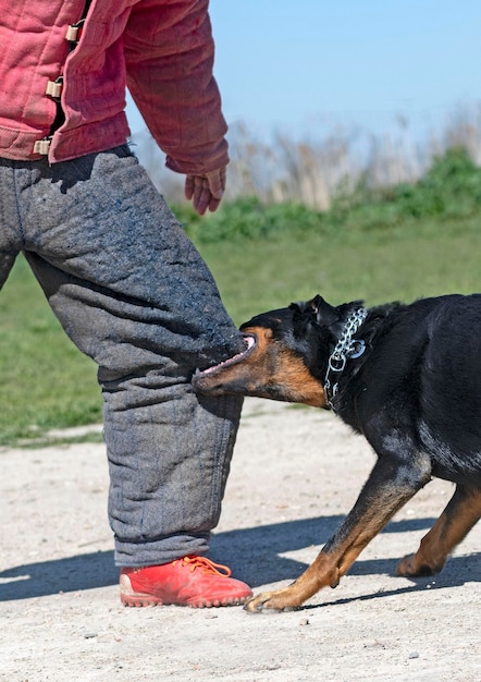 Ausbildung zum französischen Schäferhund