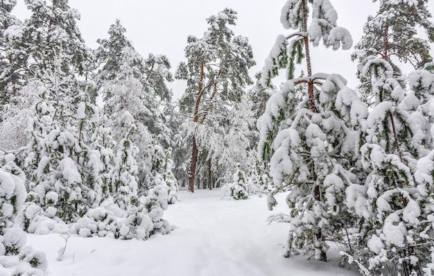 Ausflug in den verschneiten Wald. Im Wald laufen