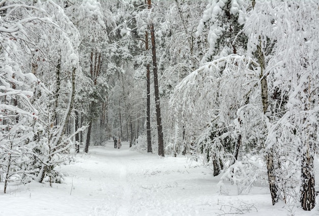 Ausflug in den verschneiten Wald. Im Wald laufen