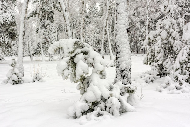 Ausflug in den verschneiten Wald. Im Wald laufen