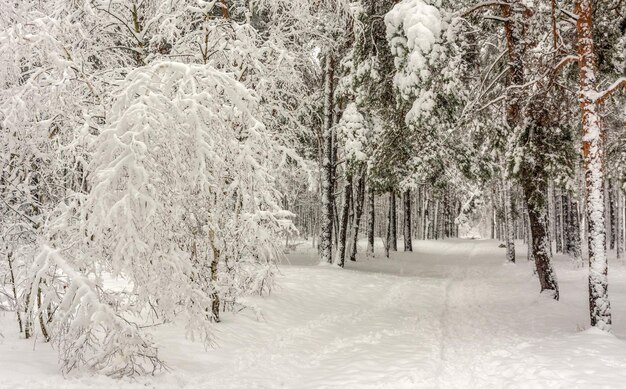 Foto ausflug in den verschneiten wald. im wald laufen