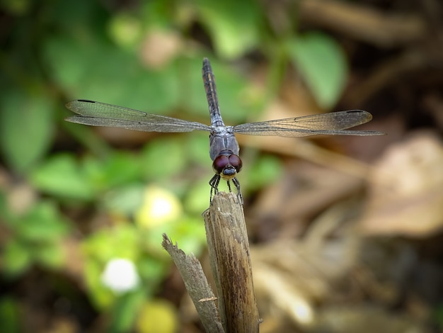 Foto ausführliches nahaufnahmefoto der schwarzen libelle