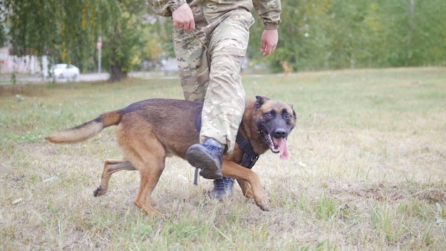 Ausgebildeter deutscher Schäferhund, der zwischen seinen Trainerbeinen läuft