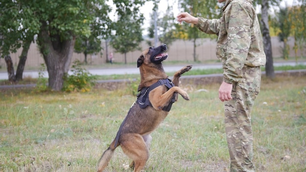 Ausgebildeter Deutscher Schäferhund springt auf Kommando des Trainers auf