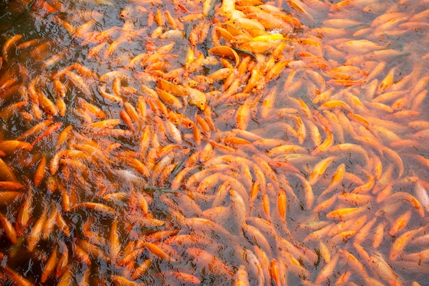 Ausgefallene Karpfen oder Koi-Fische schwimmen und schön tanzen, während Chinesen am Wasserteich im Garten des Zhongshan-Parks in Shantou, China, Nahrung füttern