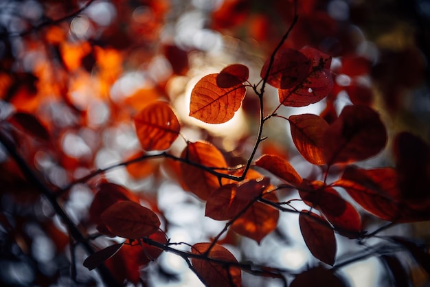 Foto ausgefallenes muster von herbstlaub im sonnenlicht gegen den himmel, nahaufnahme abstrakte blätter hintergrund weicher unscharfer fokus