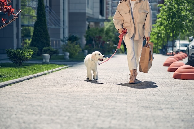 Ausgeschnittenes Foto einer stilvollen jungen kaukasischen Frau, die mit ihrem Haustier den Bürgersteig entlang geht