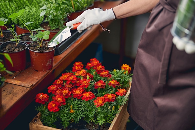 Ausgeschnittenes Foto eines Weibchens, das den Boden mit einer Kelle um eine Pflanze im Blumentopf lockert