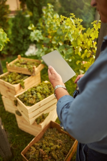 Ausgeschnittenes Foto eines Weinbergarbeiters, der eine Tablette hält, während er vor Holzbehältern mit Trauben steht