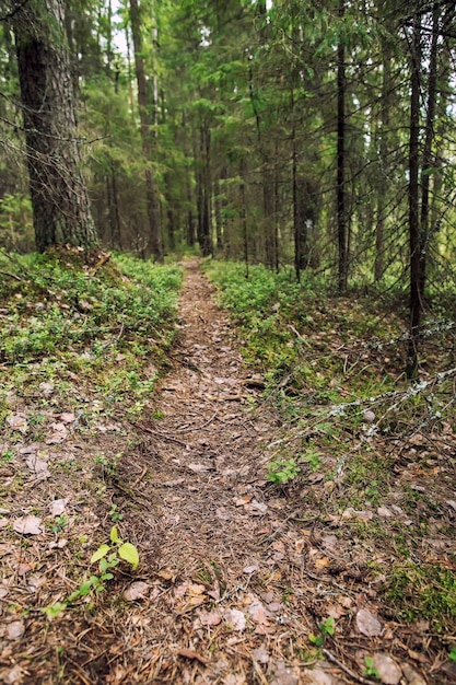 Ausgetretener Weg führt durch einen Kiefern- und Tannenwald