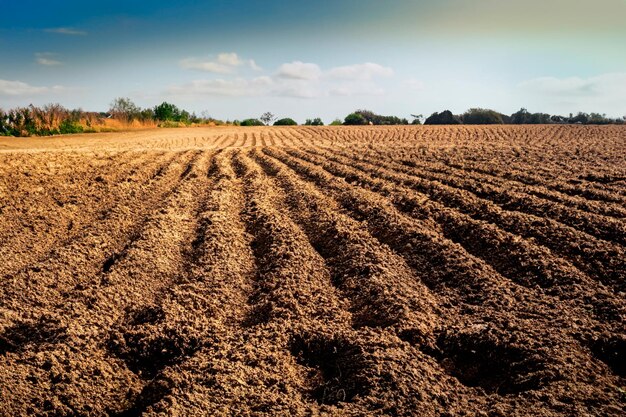 Ausgetrocknete Ernte und ausgetrockneter Boden auf einem Bauernhof in längerer Dürre aufgrund des Klimawandels