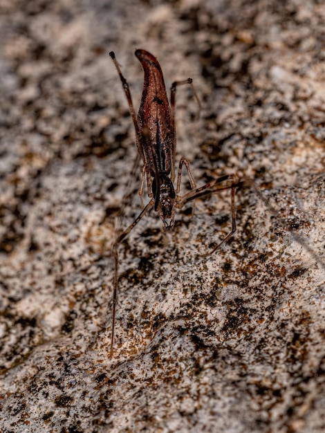 Ausgewachsene gestreckte Diebesspinne