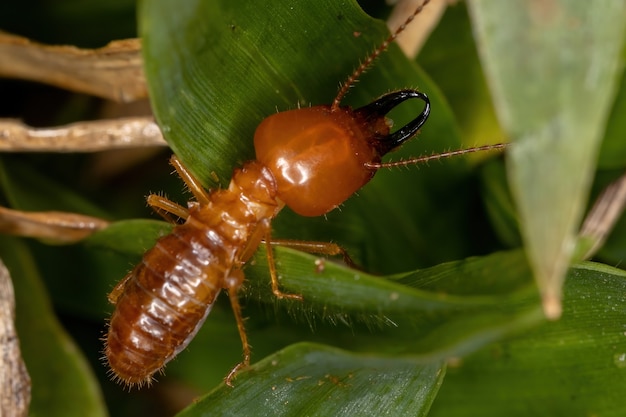 Ausgewachsene Kiefernnasen-Termite der Art Syntermes molestus