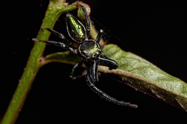 Ausgewachsene männliche Springspinne der Gattung Messua