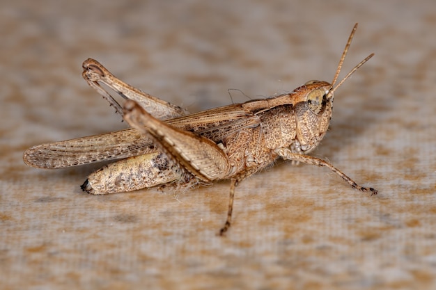 Ausgewachsene Stridulating Slant-faced Grasshopper der Gattung Orphulella