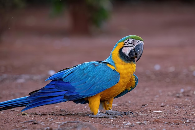 Ausgewachsener Blau-Gelber Ara der Art Ara ararauna